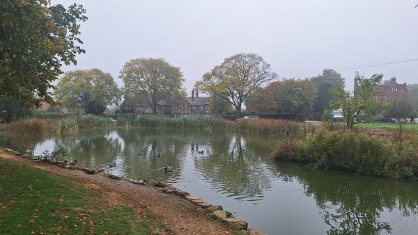 The pond